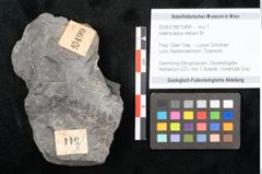Foto (Objekt + Etikett) von Asterocarpus meriani Br. (NHMW-GEO-2024-0188-10499)